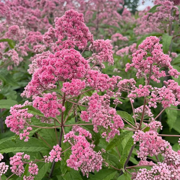 [26年4月下旬予約]ユートロキウム：ジョジョ3.5号ポット