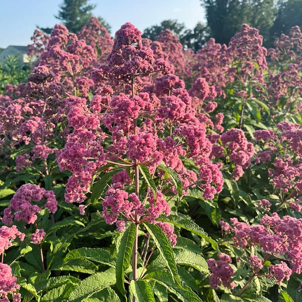 [26年4月下旬予約]ユートロキウム：ジョジョ3.5号ポット