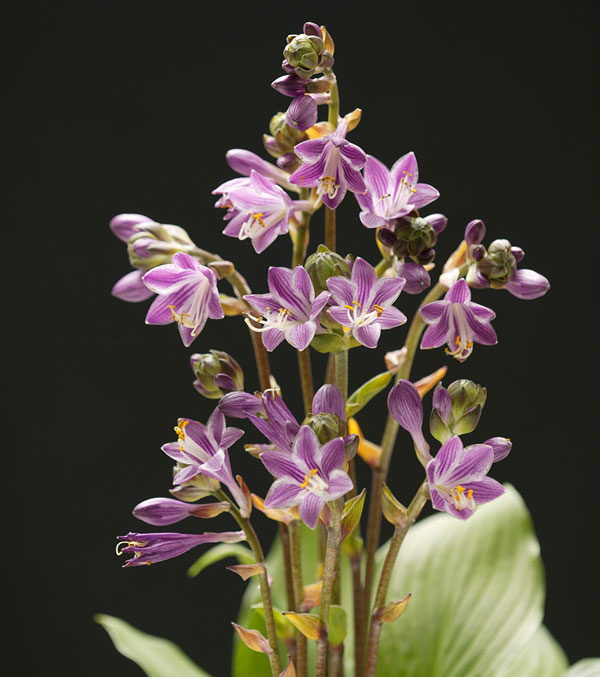 [26年3月中下旬予約]ギボウシ：平和3.5号ポット