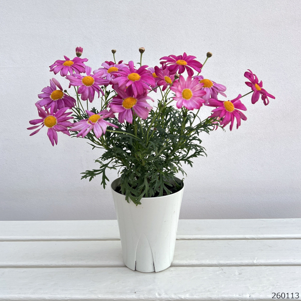 マーガレット：バブルガムプラスト4号鉢植え[2月～6月頃開花 明るいピンク 花色が変化する]