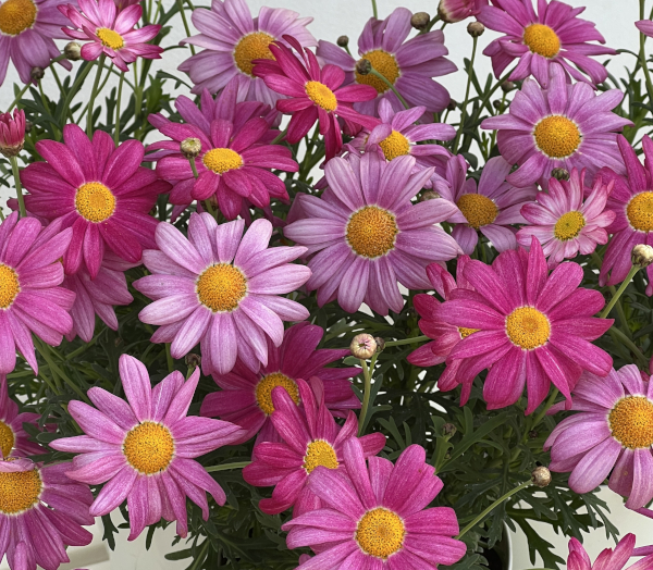 マーガレット：バブルガムプラスト4号鉢植え[2月～6月頃開花 明るいピンク 花色が変化する]