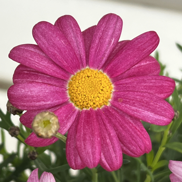 マーガレット：バブルガムプラスト4号鉢植え[2月～6月頃開花 明るいピンク 花色が変化する]