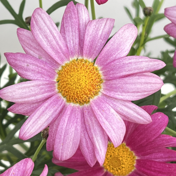 マーガレット：バブルガムプラスト4号鉢植え[2月～6月頃開花 明るいピンク 花色が変化する]