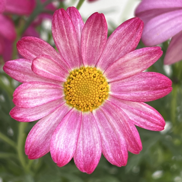 マーガレット：バブルガムプラスト4号鉢植え[2月～6月頃開花 明るいピンク 花色が変化する]