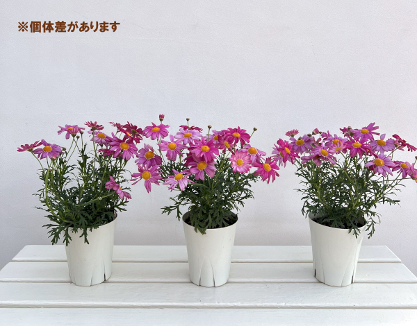 マーガレット：バブルガムプラスト4号鉢植え[2月～6月頃開花 明るいピンク 花色が変化する]