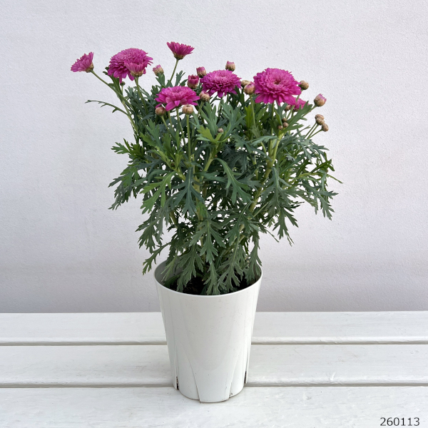 マーガレット：モリンバ　モンローダブルディープローズ4号鉢植え