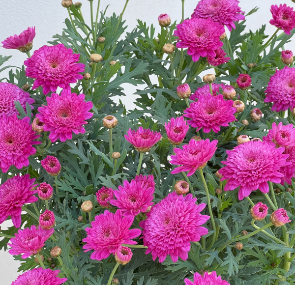 マーガレット：モリンバ　モンローダブルディープローズ4号鉢植え