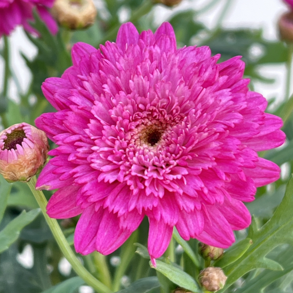 マーガレット：モリンバ　モンローダブルディープローズ4号鉢植え