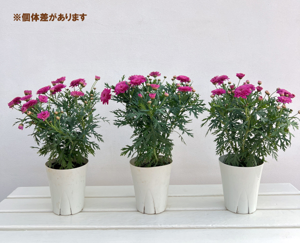 マーガレット：モリンバ　モンローダブルディープローズ4号鉢植え