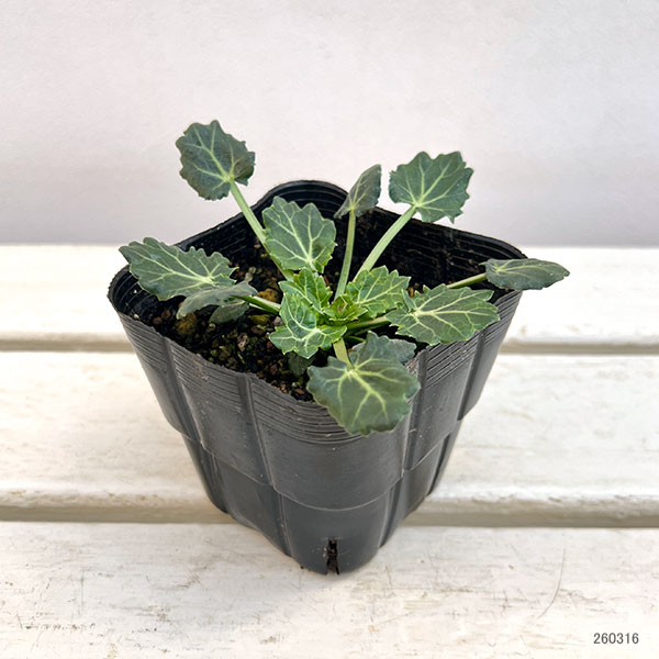 エリンジウム：バリーフォリウム ミスマーブル3.5号ポット 3株セット