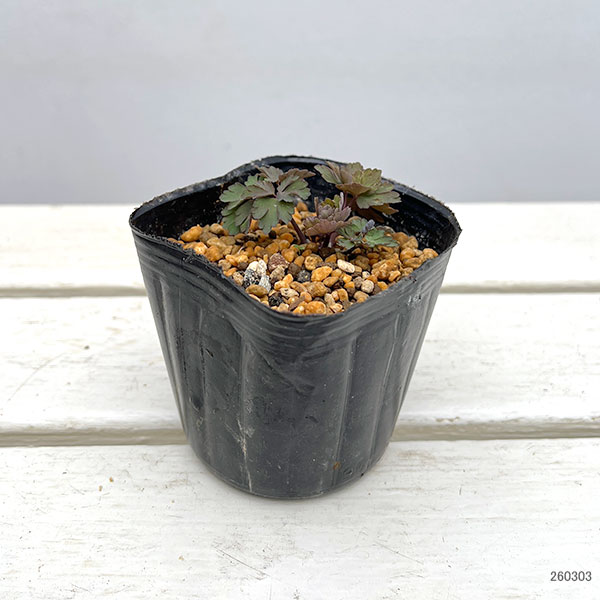 オダマキ:カナダオダマキ(原種)3号ポット