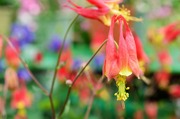 オダマキ:カナダオダマキ(原種)3号ポット