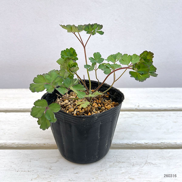 アキレギア：イエロークイン3号ポット