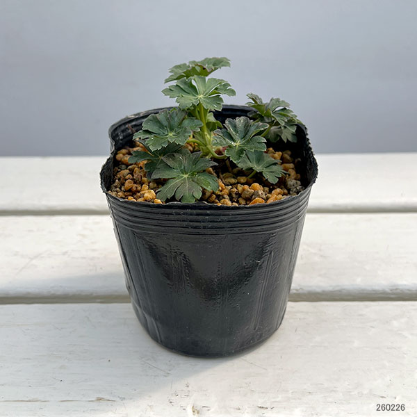 ゲラニウム:セイントオラ 3.5号ポット