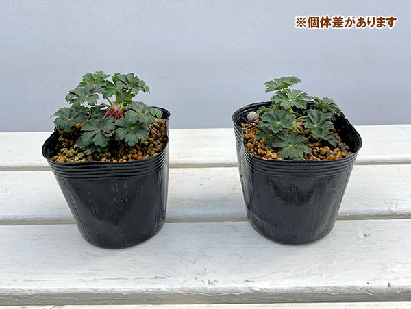 ゲラニウム:セイントオラ 3.5号ポット