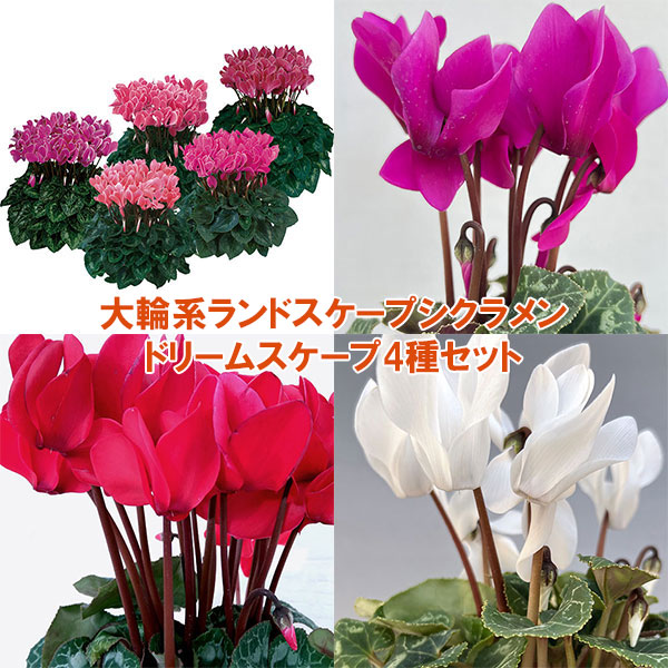 大輪系ランドスケープシクラメン：ドリームスケープ4種セット