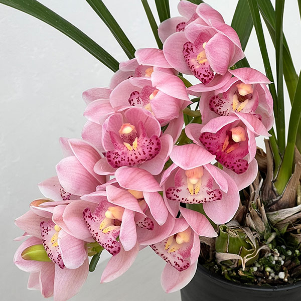 シンビジウム：チェリーブロッサム　4号ポット