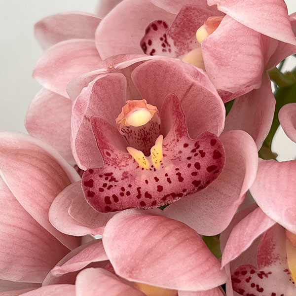 シンビジウム：チェリーブロッサム　4号ポット