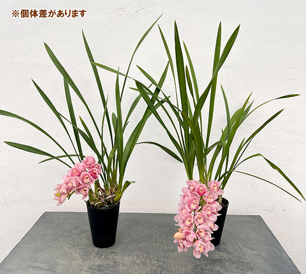 シンビジウム：チェリーブロッサム　4号ポット