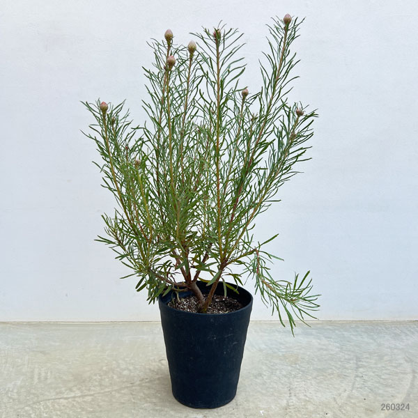 リューコスペルマム（ピンクッション）：カーニバルフレイム8号ポット