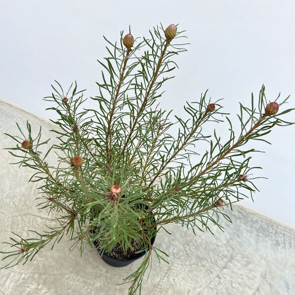 リューコスペルマム（ピンクッション）：カーニバルフレイム8号ポット