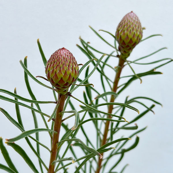 リューコスペルマム（ピンクッション）：カーニバルフレイム8号ポット