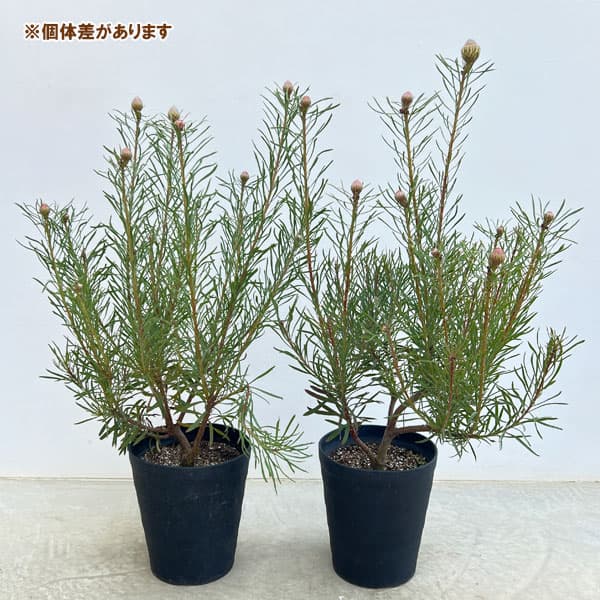 リューコスペルマム（ピンクッション）：カーニバルフレイム8号ポット