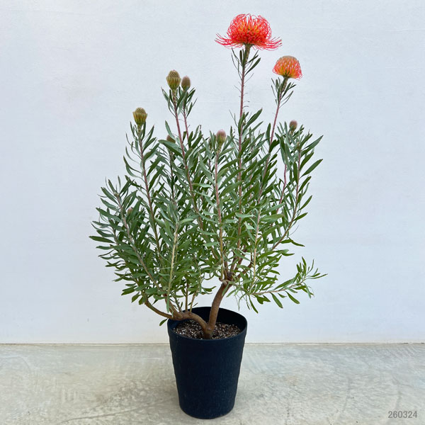 リューコスペルマム（ピンクッション）：ソー・エクスキジット8号ポット