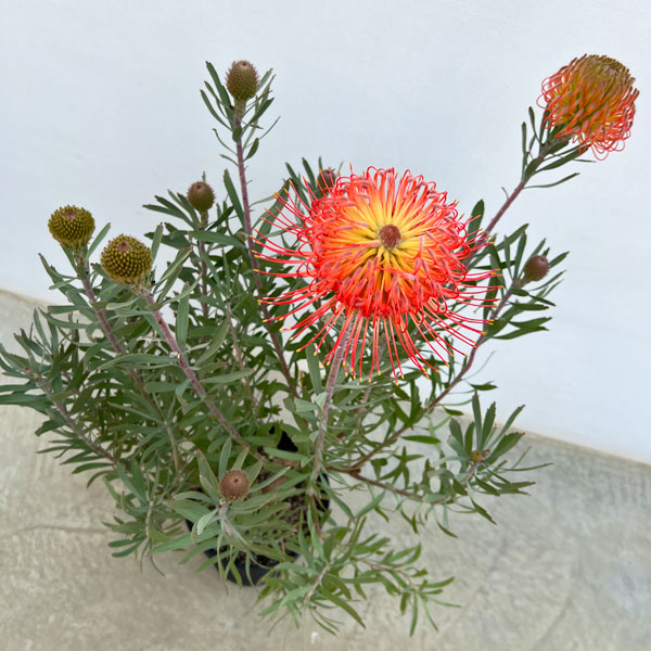 リューコスペルマム（ピンクッション）：ソー・エクスキジット8号ポット