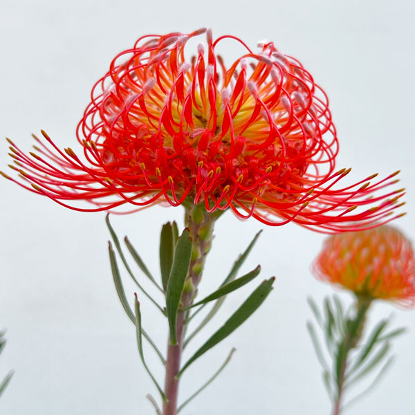 リューコスペルマム（ピンクッション）：ソー・エクスキジット8号ポット