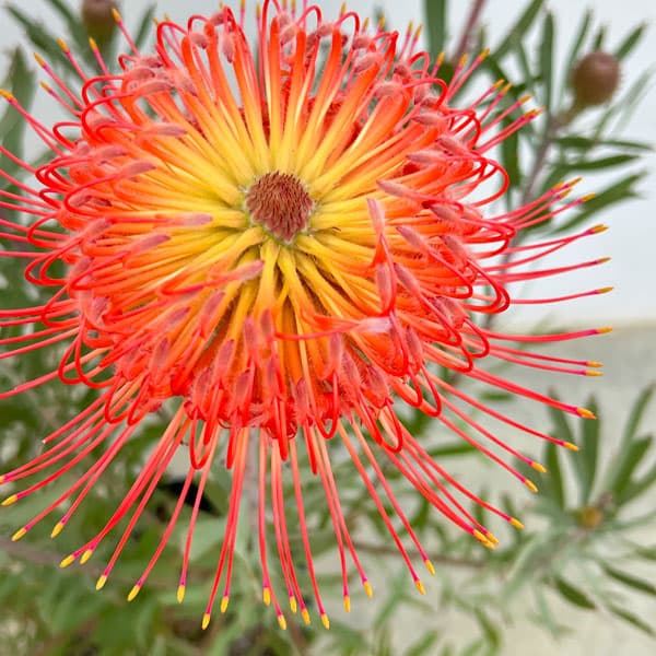 リューコスペルマム（ピンクッション）：ソー・エクスキジット8号ポット