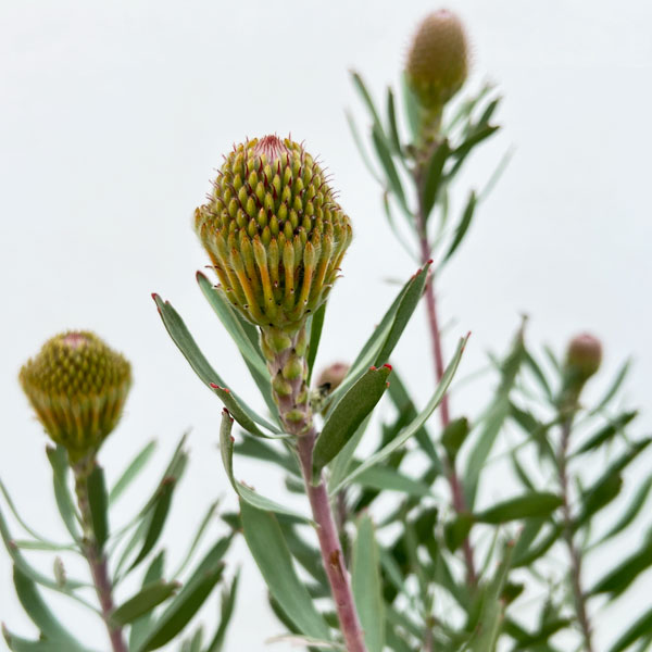 リューコスペルマム（ピンクッション）：ソー・エクスキジット8号ポット