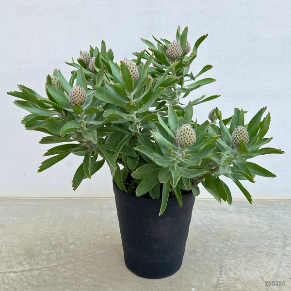 リューコスペルマム：マディグラスリボン8号ポット