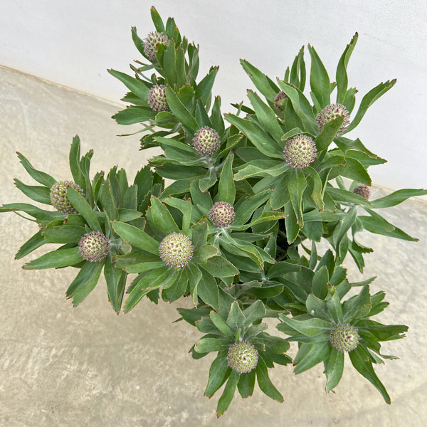 リューコスペルマム：マディグラスリボン8号ポット