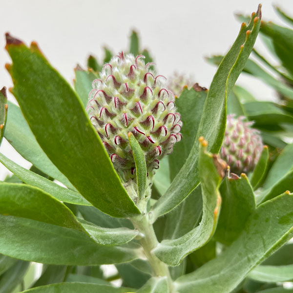 リューコスペルマム：マディグラスリボン8号ポット