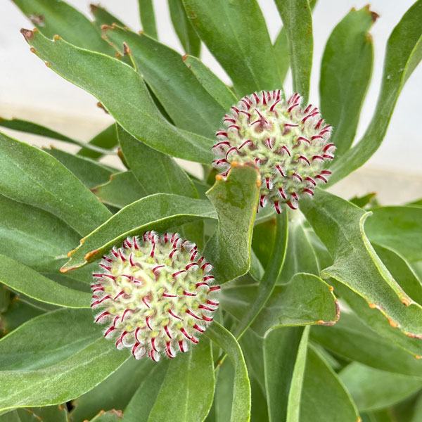 リューコスペルマム：マディグラスリボン8号ポット