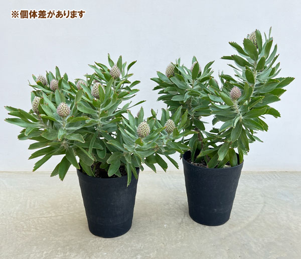 リューコスペルマム：マディグラスリボン8号ポット