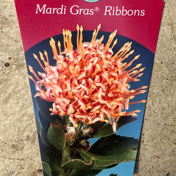 リューコスペルマム：マディグラスリボン8号ポット