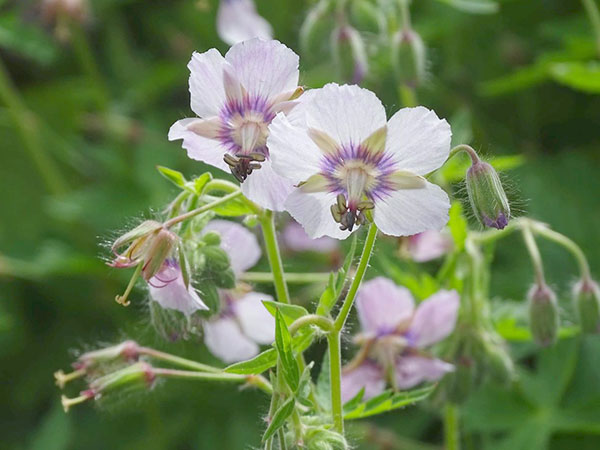 ゲラニウム：ファエウム ウエンディブラッシュ3.5号ポット