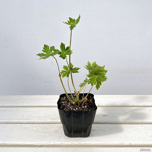 ゲラニウム：ファエウム ウエンディブラッシュ3.5号ポット