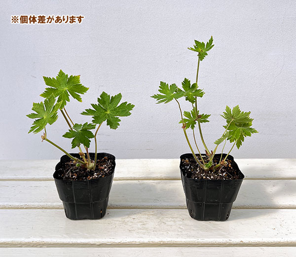 ゲラニウム：ファエウム ウエンディブラッシュ3.5号ポット