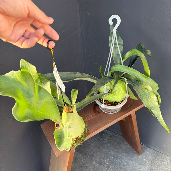 ビカクシダ（コウモリラン）：浅岡園芸さんセット