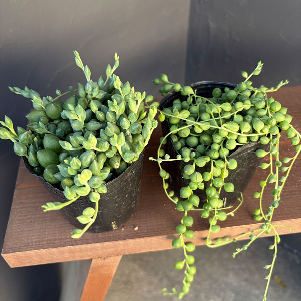 セネシオ:人気ネックレスセット(グリーンネックレス&エンジェルティアーズ)