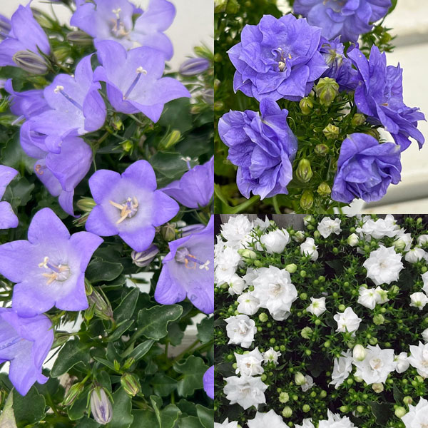 カンパニュラ：超多花性ハイブリッドカンパニュラ3種セット