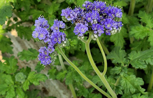 ファセリア：コンジェスタ3号ポット