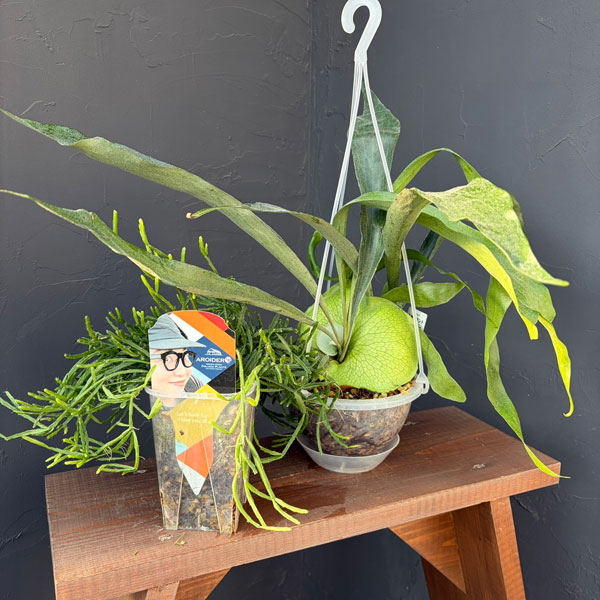 浅岡園芸さんネガミエルセット(ビカクシダ×リプサリス)