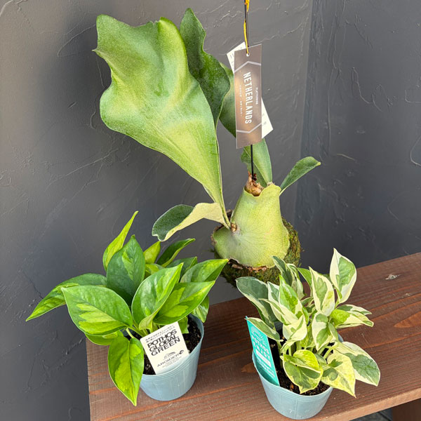 浅岡園芸さん観葉植物セット(ポトスグローバルグリーン、エンジョイ、ビカクコケ玉)