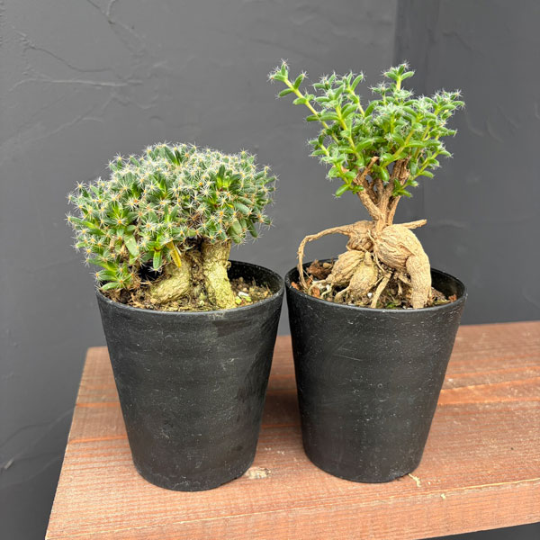 トリコディアデマ:アフリカ盆栽セット(デンサムとブルボスム)