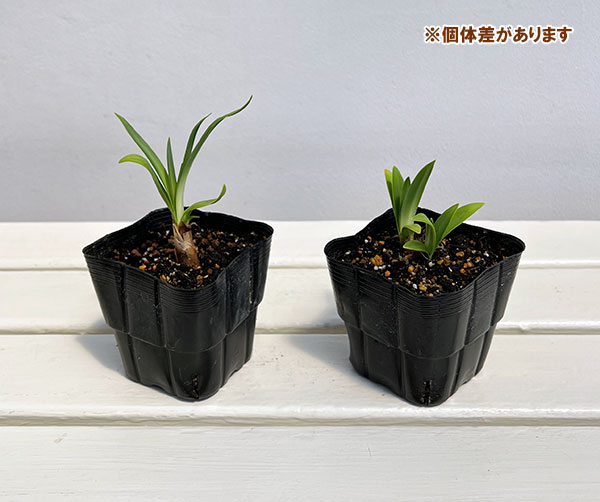 アガパンサス：ドゥイエンブルッゲホワイト3.5号ポット
