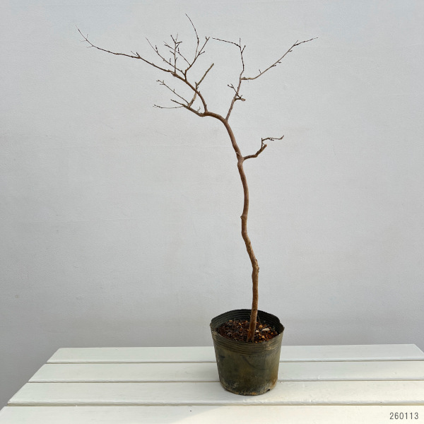 サルスベリ（百日紅）：ローズクォーツ5号ポット